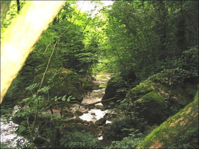 Ruisseau en sous-bois